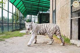Zoo in Sialkot Citi Housing Society